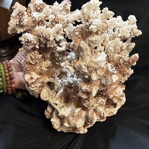 Large vintage acropora - large,