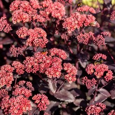 Sedum Crimson Red Coccineum