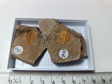 RARE Cambrian Hamatolentus