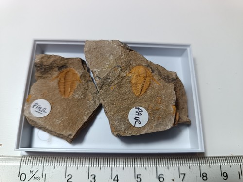Rare cambrian hamatolentus - rare,