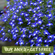 TRAILING LOBELIA CASCADE BLUE