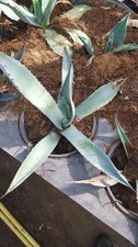 Beautiful Blue Agave Americana