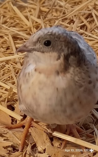 Button quail eggs - eggs,