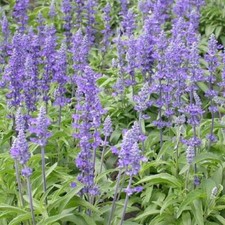 Sage BLUE Salvia Perennial