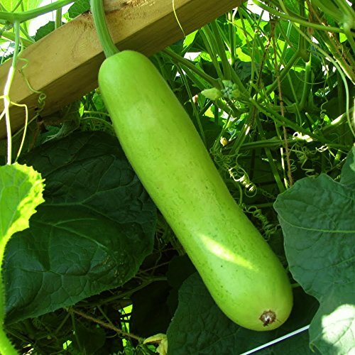 Loki vegetable seeds - loki,