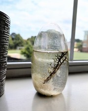 1st Gen ECOSPHERE Closed