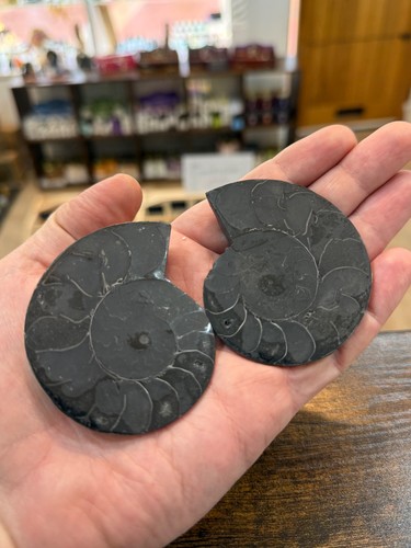 Black ammonite fossil polished - black,
