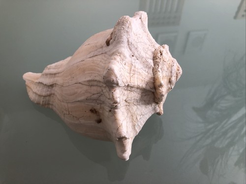 Large 17cm lefthand whelk - whelk, fox