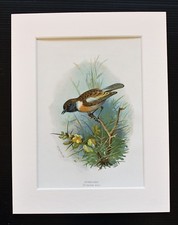 Stonechat - Thorburn - Mounted