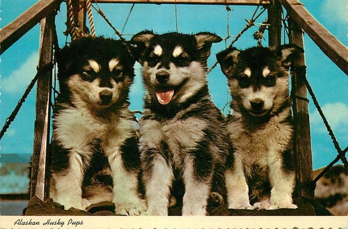 Postcard alaskan husky - postcard,