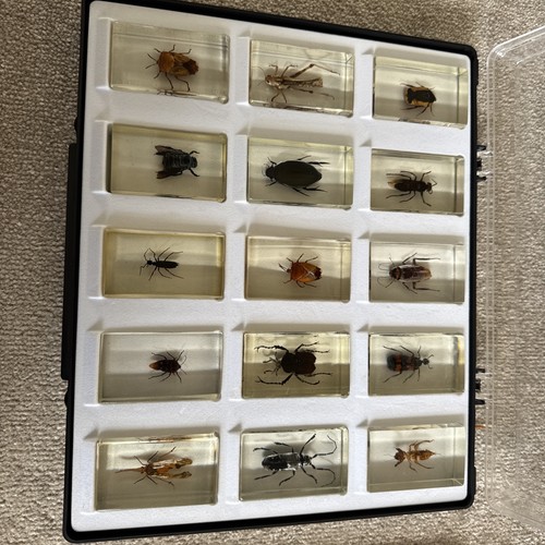 Selection curiosities bugs - selection,