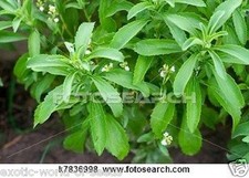 STEVIA / SUGARLEAF /SWEETLEAF SEED -GROW YOUR OWN SUGAR