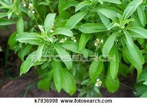 Stevia sugarleaf sweetleaf - stevia, /