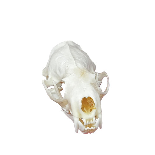 Taxidermy real animals skulls - taxidermy,