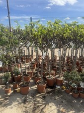 Fig Tree Plant Height 160cm -