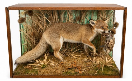 Museum quality red fox - red,