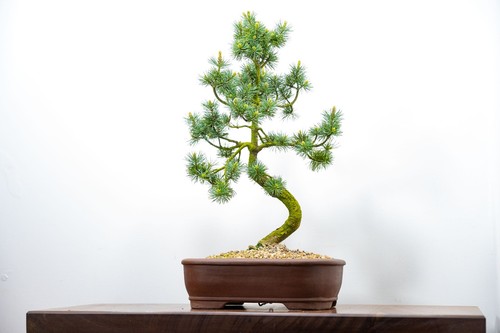 Japanese white pine bonsai - pine,
