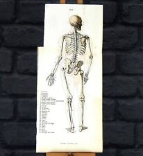 Antique 1886 Dr Fau's Anatomy Original Litho Human Body Plate II Victorian