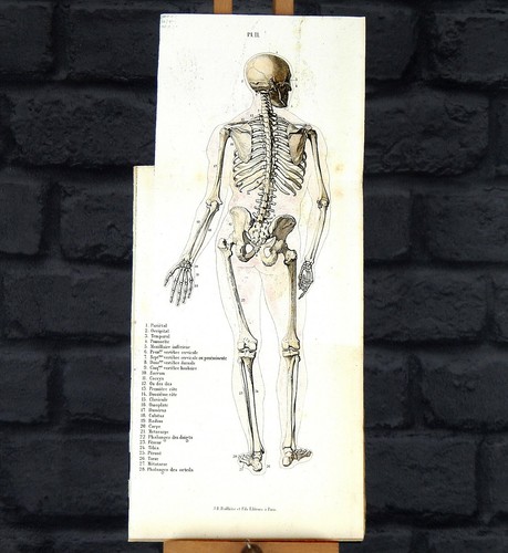 Antique 1886 fau anatomy - 1886,