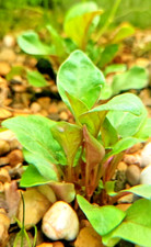 Alternanthera Bettzickiana x5 Live Aquarium Plants Tropical Fish Tank Snail Free