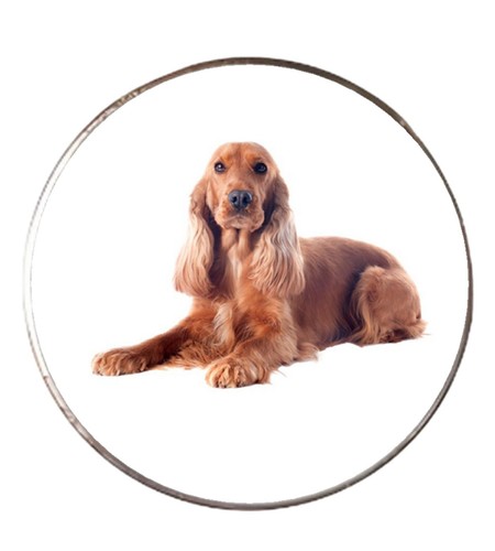 Welsh springer spaniel - spaniel, dog