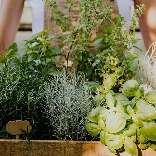 Herb plants 14cm pots - pots,