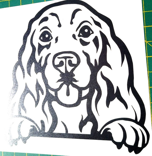 English spaniel cocker - 1x,