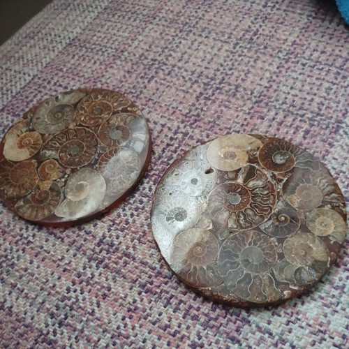 Pair large 11cm fossil disc - of,
