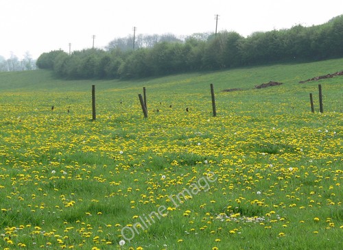 Photo 6x4 dandelion covered - dandelion,