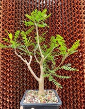 5cm rare bursera - bursera, microphylla