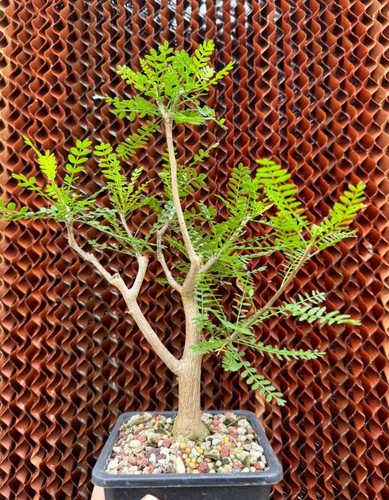 5cm rare bursera microphylla - 2.5cm,