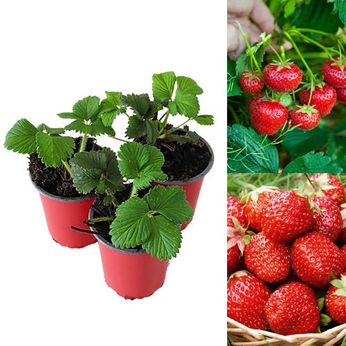Strawberry mixed fruit plants - strawberry,