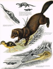 Mink Otter Animal Print Picture Vintage 1983 MOBAE#115