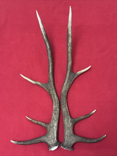 Pair red deer antlers - pair, of
