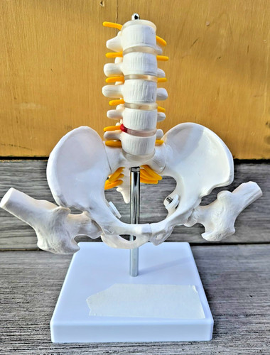 Human pelvis skeleton - human,