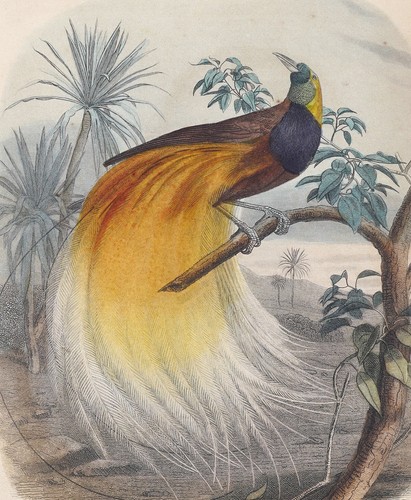 Bird paradise hand - paradise, colored
