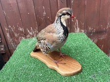 Taxidedermy partridge