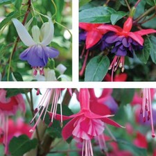 T&M Fuchsia Hardy Collection