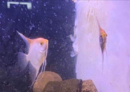 Gold angelfish nicle - 7+1x,