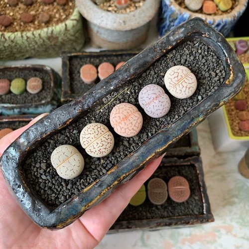 Mixed lithops dinteranthus - lithops,