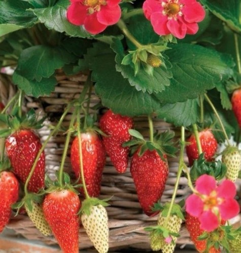 Strawberry toscana 10 - “toscana, f1”