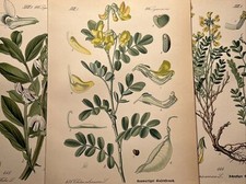 1886 antique illustration - 1886,