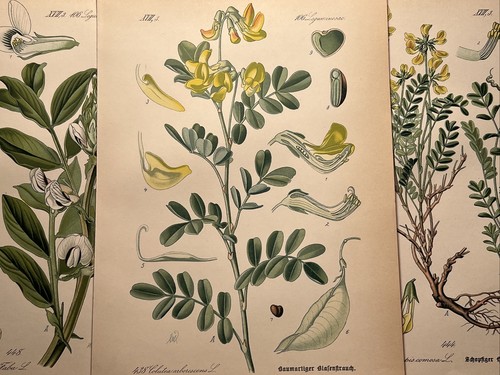 1886 antique illustration - 1886,