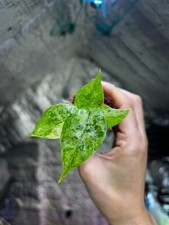 Alocasia Odora Batik Variegated