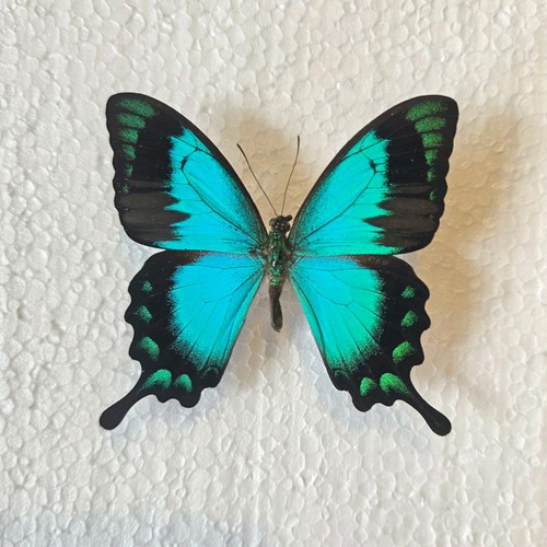 Papilio lorquinianus set - lorquinianus,