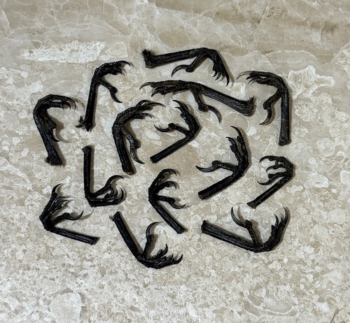 Crow foot claw pagan wicca - foot,