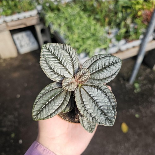 Pilea involucrata moon valley - pilea,
