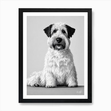 Soft Coated Wheaten Terrier