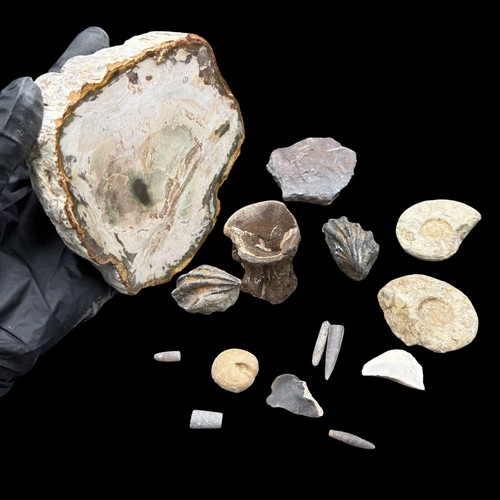 1kg british fossil mix - british, mix,
