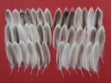 40 Drake Mallard Duck Tail Feathers 3.5" - 4" / 9cm - 10cm - Fly Tying,Jewellery